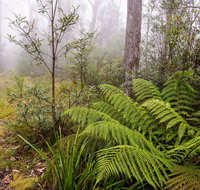 Link Trail - Gloucester Tops to Careys Peak - Broome Tourism