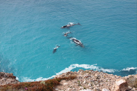 Nullarbor National Park - Broome Tourism 0