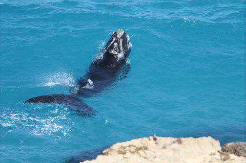 Nullarbor National Park - Broome Tourism 2