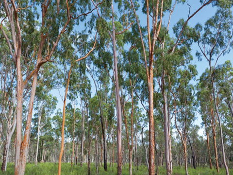 Pilliga Forest - Broome Tourism 1