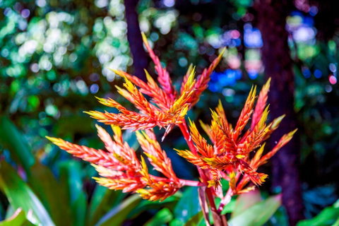 Queens Gardens - Broome Tourism 2