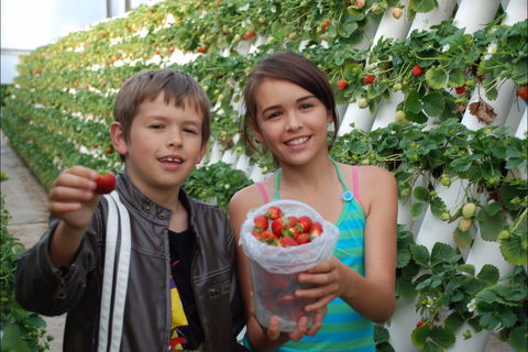 Ricardoes Tomatoes And Strawberries Farm, Port Macquarie - Broome Tourism 2