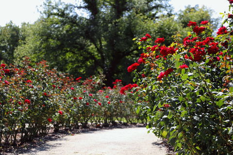 Benalla Botanical Gardens - Broome Tourism 0