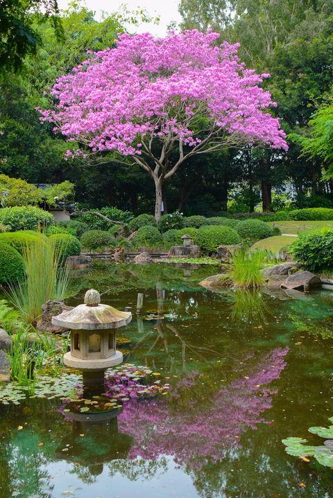 Brisbane Botanic Gardens Mount Coot-tha - Broome Tourism 2
