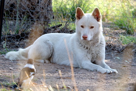 Durong Dingo Sanctuary - Broome Tourism 0