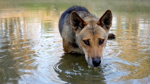 Durong Dingo Sanctuary - Broome Tourism 1