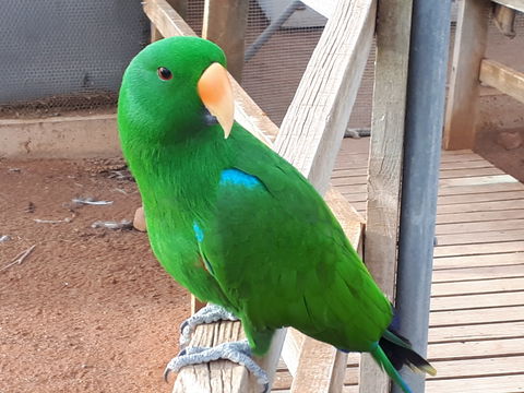 Eyre Reptile & Wildlife Park - Broome Tourism 0