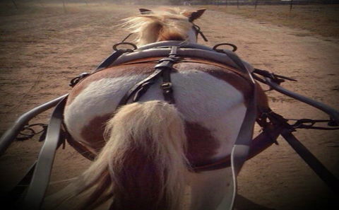Outback Pony Rides Farm Experience - Broome Tourism 2