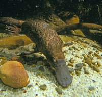 Platypus Pool - Broome Tourism