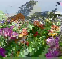 Smokin Heights Iris Display Garden - Broome Tourism