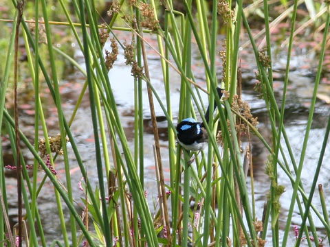 Swainsona Reserve - Broome Tourism 1