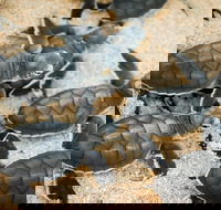 Turtle Nesting Season - Broome Tourism