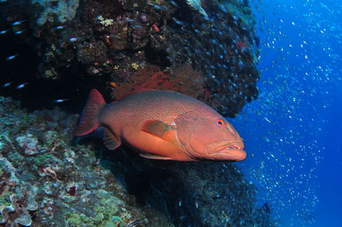 Anchor Bommie Dive Site - Broome Tourism 0