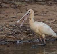 Bird watching at the Goan water hole - Broome Tourism