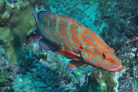 Cobia Hole Dive Site - Broome Tourism 0