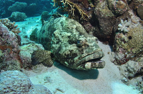Cobia Hole Dive Site - Broome Tourism 1