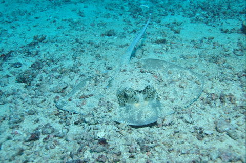 Cobia Hole Dive Site - Broome Tourism 2