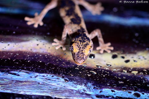 Discover Deadly - Broome Tourism 2