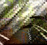 Dorrigo National Park - Broome Tourism