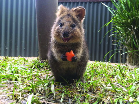 Kuranda Koala Gardens - Broome Tourism 1