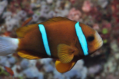 Nursery Reef - Broome Tourism 0