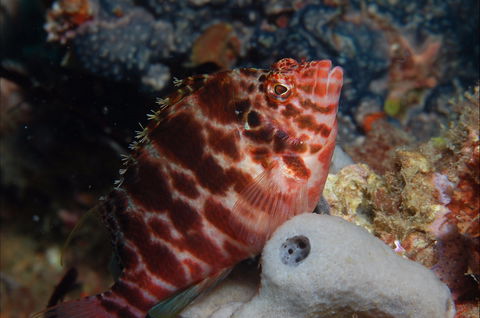 Nursery Reef - Broome Tourism 1
