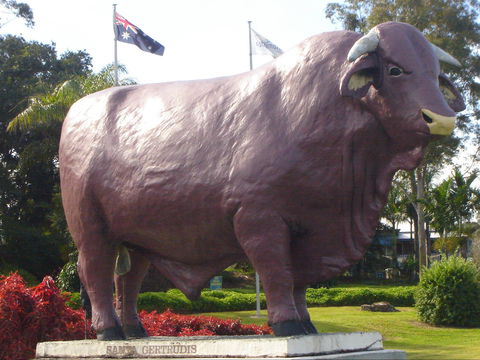 Rockhampton Bull Statues - Broome Tourism 1