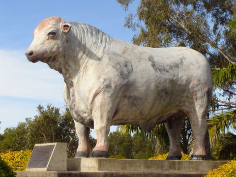 Rockhampton Bull Statues - Broome Tourism 2