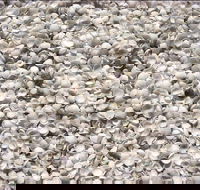 Shell Beach - Broome Tourism