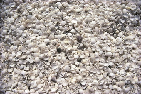 Shell Beach - Broome Tourism 0