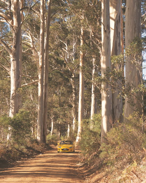 The Great Forest Trees Drive - Broome Tourism 0