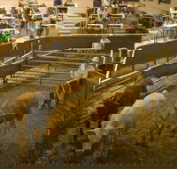 Wagga Wagga Livestock Marketing Centre - Broome Tourism