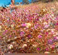 Wineries and Wildflowers - Broome Tourism