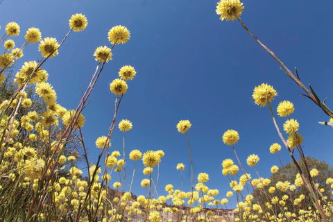 Wineries And Wildflowers - Broome Tourism 2