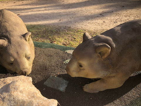 Wombat Statues, Moonta - Broome Tourism 1