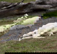 Yarra Valley Nocturnal Zoo - Broome Tourism
