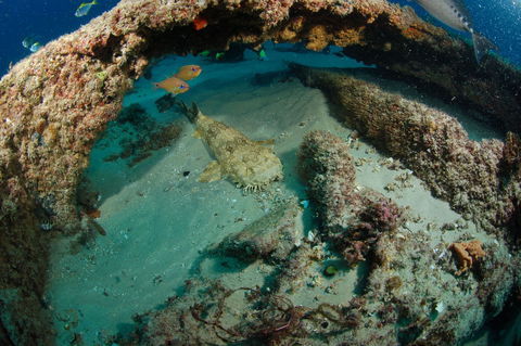 Aarhus Dive Site - Broome Tourism 2