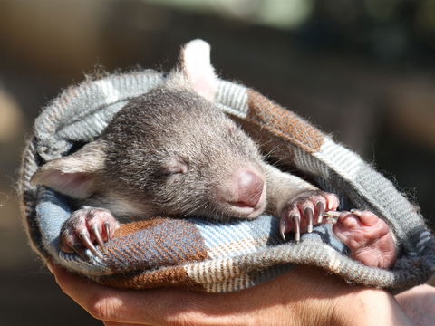 Bonorong Wildlife Sanctuary - Broome Tourism 2