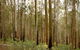Brindabella National Park - thumb 1