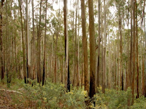 Brindabella National Park - Broome Tourism 1