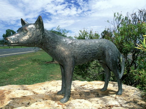 Dingo Statue - Broome Tourism 0