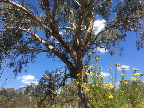 Euroa Arboretum - Broome Tourism 0