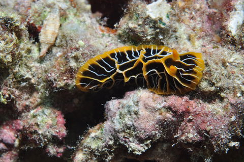 Jorgey's Patch Dive Site - Broome Tourism 1
