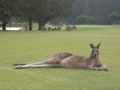 Kangaroo Tours At Gisborne Golf Club Inc - Broome Tourism 1