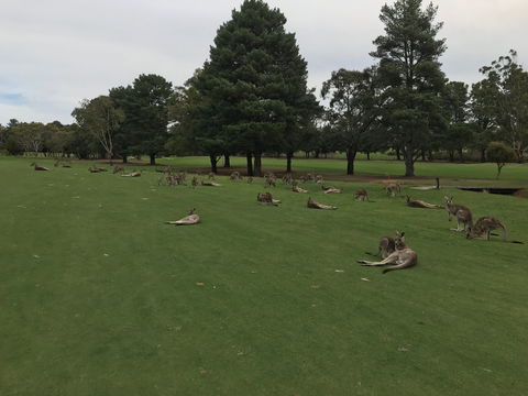 Kangaroo Tours At Gisborne Golf Club Inc - Broome Tourism 2