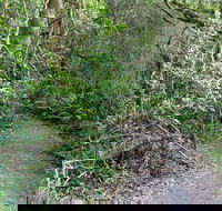 Rainforest Walking Track Roberston Nature Reserve - Broome Tourism