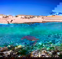 Snorkel the Ningaloo Reef - Broome Tourism