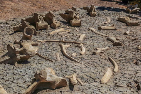 Australian Age Of Dinosaurs - Broome Tourism 2