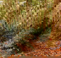 Burrawang Walking Track - Broome Tourism