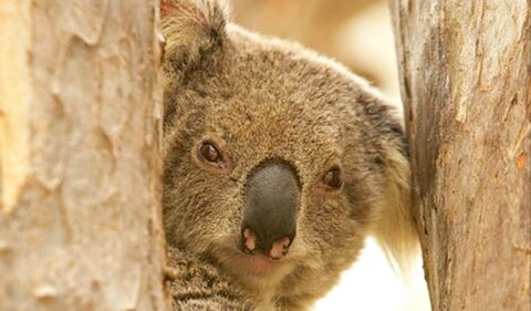 Koala Reserve - Broome Tourism 0
